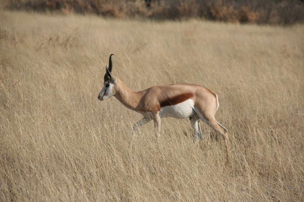 Namibia (9)